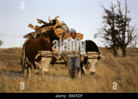 Un homme conduisant des bœufs tirant un wagon chargé de billes de bois, Chili Banque D'Images