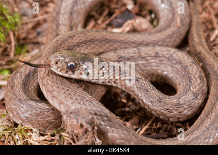 Serpent brun, Storeria dekayi, originaire de l'Est des États-Unis, au Mexique et en Amérique centrale Banque D'Images