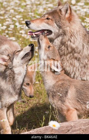 Loup gris et les jeunes adultes, Canis lupus, dans un champ de fleurs sauvages, Minnesota, USA Banque D'Images