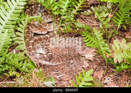 Brillant de la Californie, l'Arizona elegans occidentalis serpent, originaire de sud-ouest des États-Unis Banque D'Images