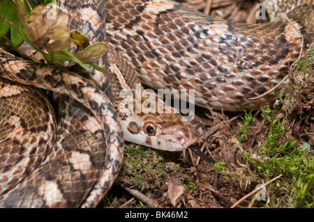 Brillant de la Californie, l'Arizona elegans occidentalis serpent, originaire de sud-ouest des États-Unis Banque D'Images