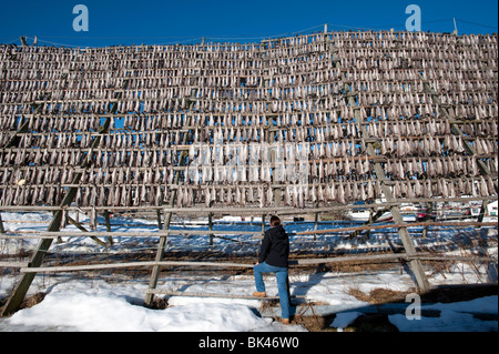 La morue de séchage traditionnel à produire sur une trame de plein air stockfisch racks de Svolvaer dans îles Lofoten en Norvège Banque D'Images