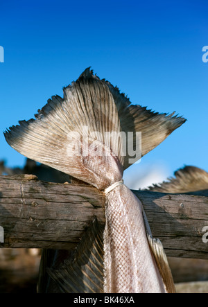 Détail de sécher la morue à produire sur les racks de plein air traditionnelles stockfish dans les îles Lofoten en Norvège Banque D'Images