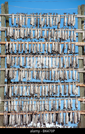 La morue de séchage traditionnel à produire sur une trame de plein air stockfisch racks de Svolvaer dans îles Lofoten en Norvège Banque D'Images