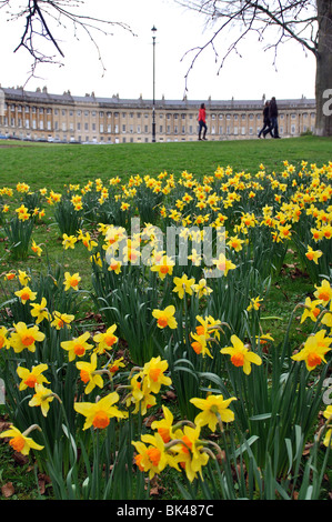 Les jonquilles au printemps avec le Royal Crescent en arrière-plan, baignoire, Somerset, England, UK Banque D'Images