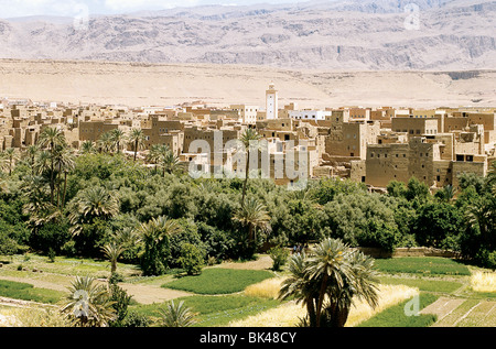 Dattiers le long de la rivière Todra à la Kasbah de Tinerhir Tineghir, Oasis, Maroc Banque D'Images