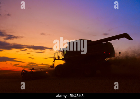 Une moissonneuse-batteuse récoltes du blé au coucher du soleil sur les collines de la région de Washington Palouse Banque D'Images