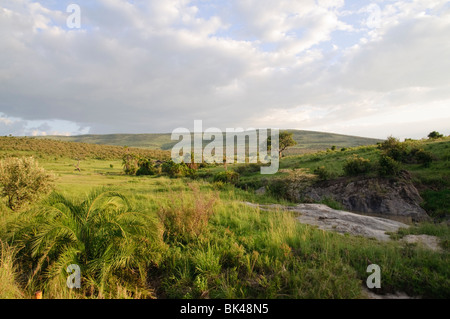 La végétation riveraine dans les savanes de la plaine du Serengeti (Masai Mara) Banque D'Images