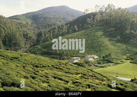 Une scène rurale au Sri Lanka montrant les terres agricoles d'une plantation de thé Banque D'Images