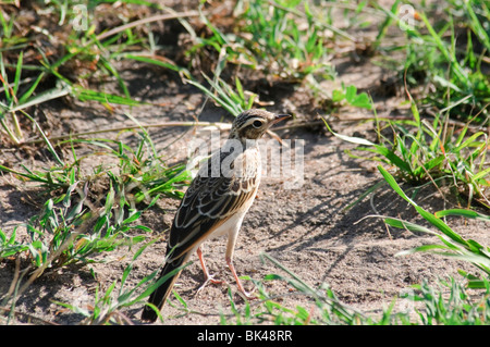 Anthus cinnamomeus Pipit africain se tenant sur le sol Banque D'Images