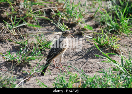 Anthus cinnamomeus Pipit africain se tenant sur le sol Banque D'Images