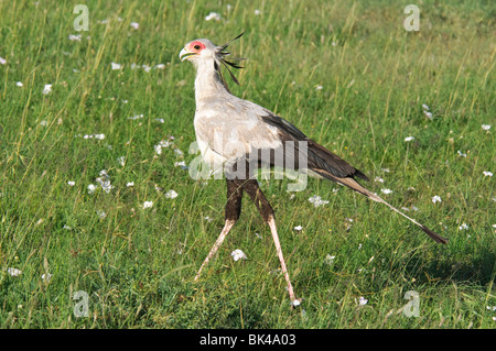 Sagittaire oiseau secrétaire serpentarius balade dans les prairies savannah Banque D'Images