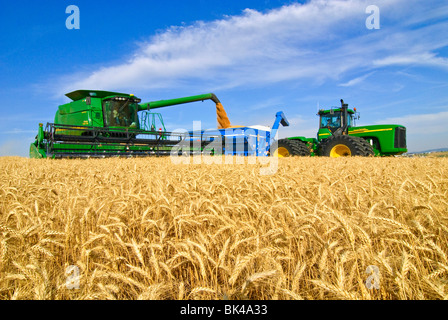 Une moissonneuse-batteuse John Deere les récoltes de blé tendre blanc dans la région de Palouse Eastern Washington pendant le déchargement sur le rendez-vous Banque D'Images