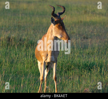 Bubale Alcelaphus buselaphus solitaire debout dans savannah Banque D'Images