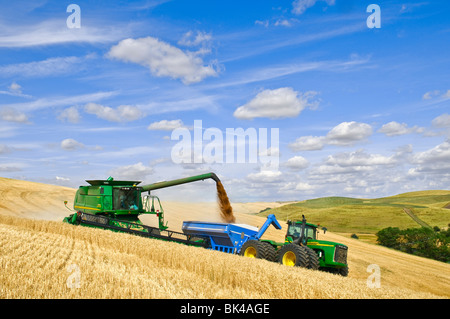 Une moissonneuse-batteuse récoltes de blé tendre blanc sur les collines de la région de l'Est du Washington Palouse pendant le déchargement sur le rendez-vous Banque D'Images