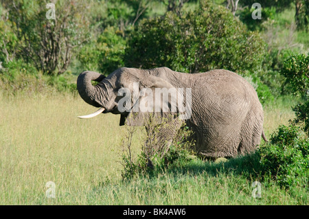 Bush africain Elephant Loxodonta africana africana Banque D'Images