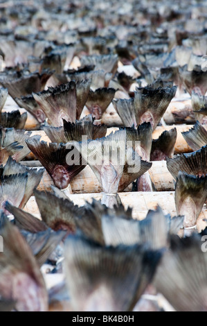 La morue de séchage pour produire de plein air traditionnel stockfish sur des supports dans les îles Lofoten en Norvège Banque D'Images