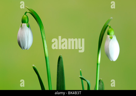 Deux paires de floraison fleurs Snowdrop Galanthus nivalis perce-neige commun forme Bell blanc fond vert Banque D'Images