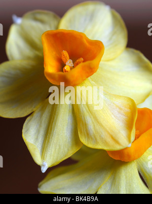 Groupe Narcissus tazetta grand soleil d'or jonquilles jaune fond blanc Banque D'Images