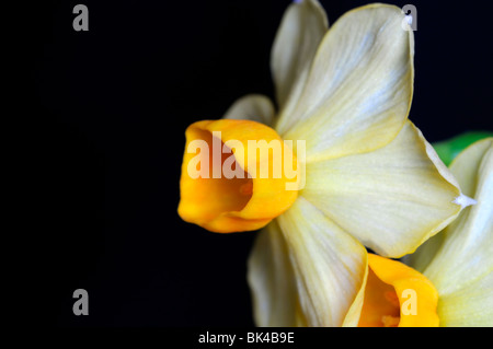 Groupe Narcissus tazetta grand soleil d'or jonquilles jaune fond blanc Banque D'Images