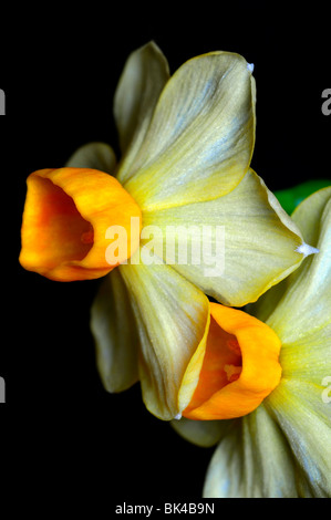 Groupe Narcissus tazetta grand soleil d'or jonquilles jaune fond blanc Banque D'Images