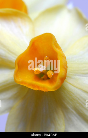 Groupe Narcissus tazetta grand soleil d'or jonquilles jaune fond blanc Banque D'Images