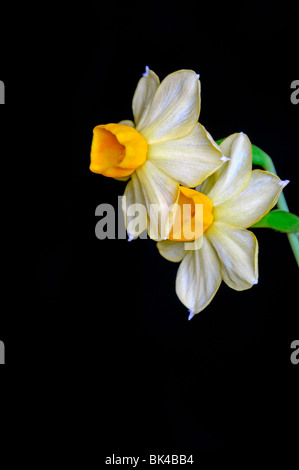 Groupe Narcissus tazetta grand soleil d'or jonquilles jaune fond blanc Banque D'Images