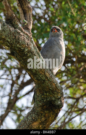 Chanting-Goshawk Melierax metabates sombre assis dans un arbre Banque D'Images