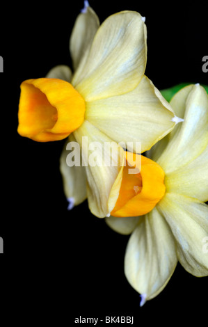 Groupe Narcissus tazetta grand soleil d'or jonquilles jaune fond blanc Banque D'Images