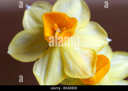 Groupe Narcissus tazetta grand soleil d'or jonquilles jaune fond blanc Banque D'Images