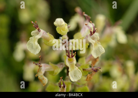 Teucrium scorodonia Germandrée, Banque D'Images