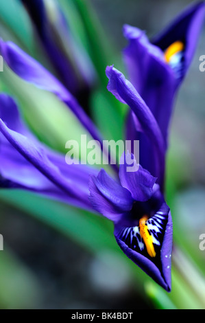 Iris reticulata harmony blue spring flower vivace à fleurs à bulbe bulbe Banque D'Images