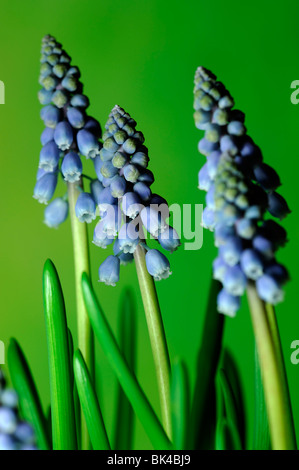 Grape hyacinth Muscari armeniacum fleurs printemps bleu ampoule vivaces Banque D'Images