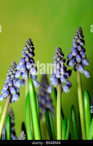 Grape hyacinth Muscari armeniacum fleurs printemps bleu ampoule vivaces Banque D'Images