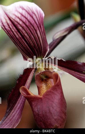 Greda hybride paphiopedilum rayé violet rose unique également connu sous le nom de fleurs ladys slipper orchid paph ou paph orchidées Banque D'Images