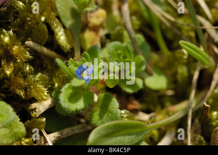 Speedwell mur Banque D'Images