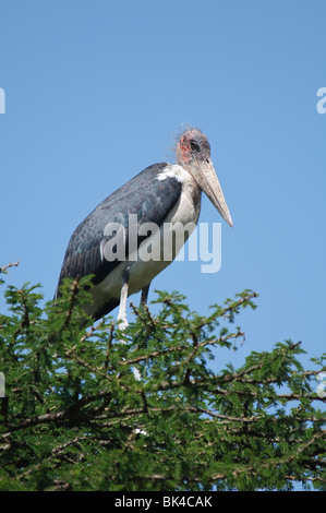 Flamant rose (Phoenicopterus ruber crumeniferus Marabou Stork assis dans acacia Banque D'Images