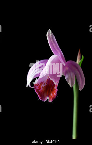 Pléione rebord tongariro orchidée fleur mauve rose plante définir contraste contraste fond foncé noir Banque D'Images