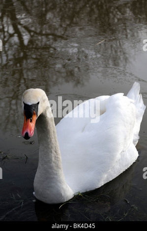 Cygne tuberculé Cygnus olor blanc libre curieux à friendly Banque D'Images