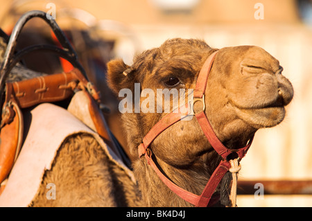 Israël, désert du Néguev, gros plan d'un chameau arabe (Camelus dromedarius) Banque D'Images