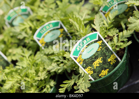 Tanaisie Tanacetum vulgare plante herbacée à vendre dans une pépinière garden centre Banque D'Images