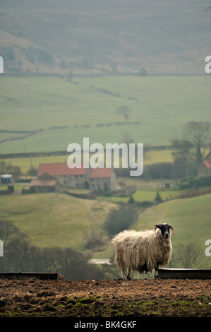 Sheep de Swaledale à Eskdale sur les Maures de North York Le Royaume-Uni au printemps Banque D'Images