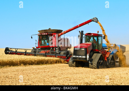 Une moissonneuse-batteuse récolte du blé décharge le grain dans un chariot à grain sur le rendez-vous dans la région de Washington Palouse Banque D'Images