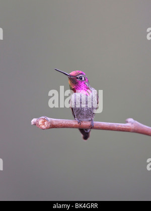 Un homme Anna's Hummingbird perching sur une branche Banque D'Images