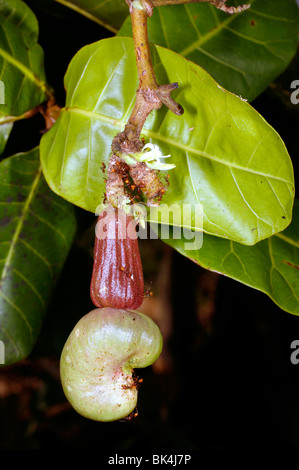 Fruit de cajou (Anacardium occidentale) Banque D'Images