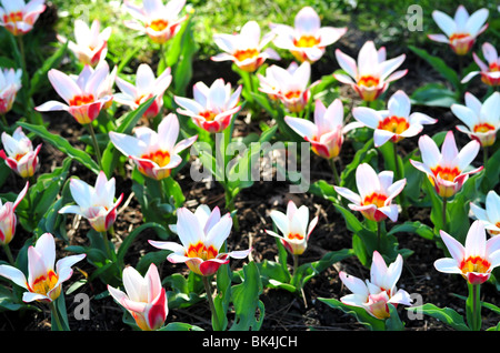 Tulip ancilla Banque D'Images