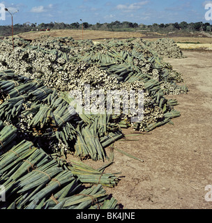 Ballots de plantes d'Agave mexicain récoltés dans l'état de Yucatan Mexique Banque D'Images