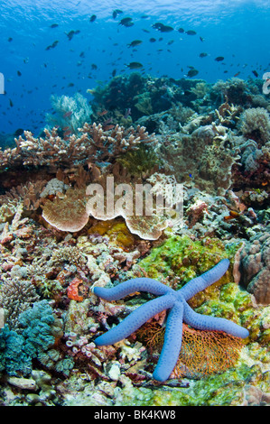 Blue Sea Star, Linckia laevigata, sur les récifs coralliens, Tatawa Kecil, le Parc National de Komodo, Indonésie Banque D'Images