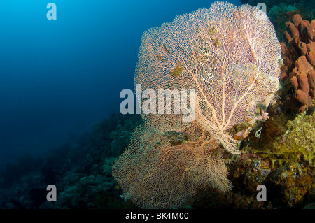 Ventilateur sur la mer de corail tropicale, l'île de Kecil Sabolo, le Parc National de Komodo, Indonésie Banque D'Images