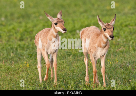 L'antilocapre, Antilocapra americana, les faons jumeaux, Parc National de Wind Cave, Dakota du Sud, USA Banque D'Images